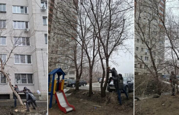 УК «Дипломат» выполнила опиловку деревьев во дворе дома №11Б на ул. 121-й Стрелковой Дивизии