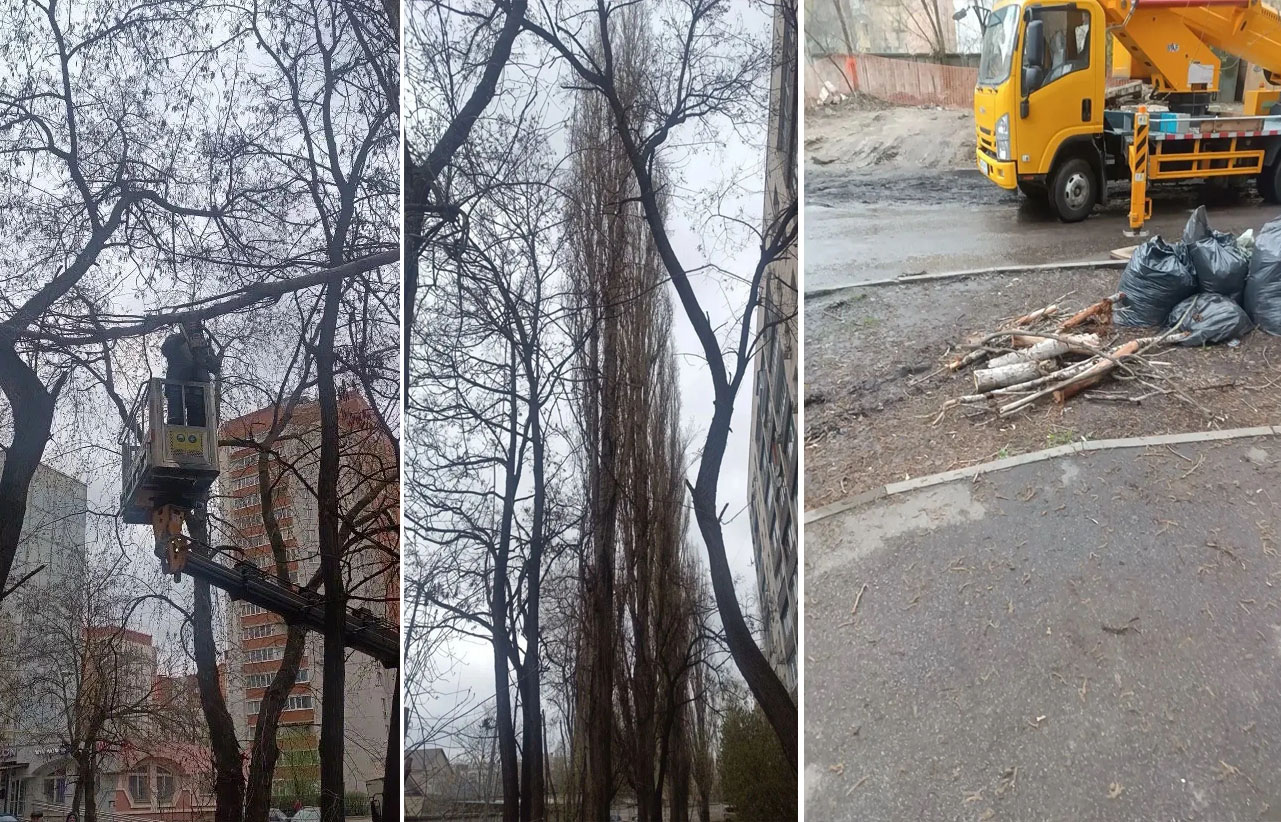УК «Дипломат» выполнила опиловку аварийной ветки у дома №120 на ул. Чапаева