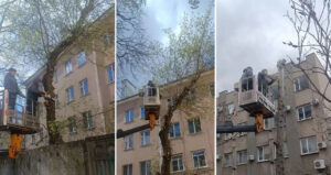 рубка дерева