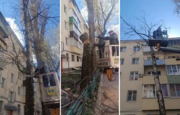 УК «Дипломат» выполнила рубку дерева у дома №18 на ул. Куцыгина
