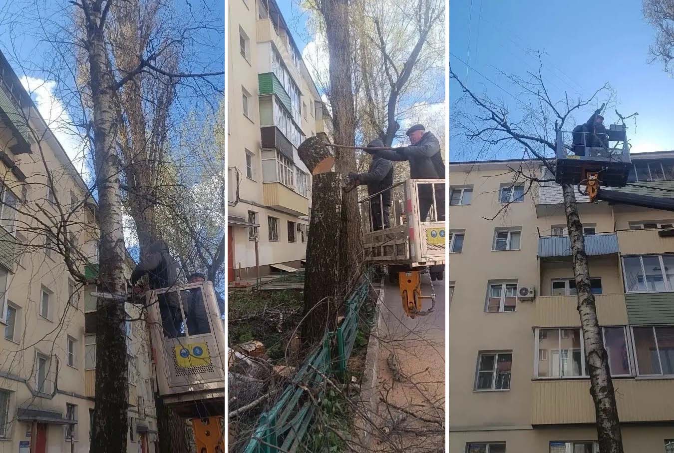 УК «Дипломат» выполнила рубку дерева у дома №18 на ул. Куцыгина