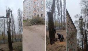 рубка деревьев на Южно-Моравской
