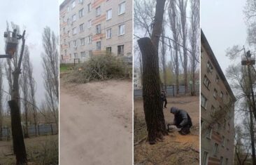 УК «Дипломат» выполнила рубку деревьев у дома №50/5 на ул. Южно-Моравской