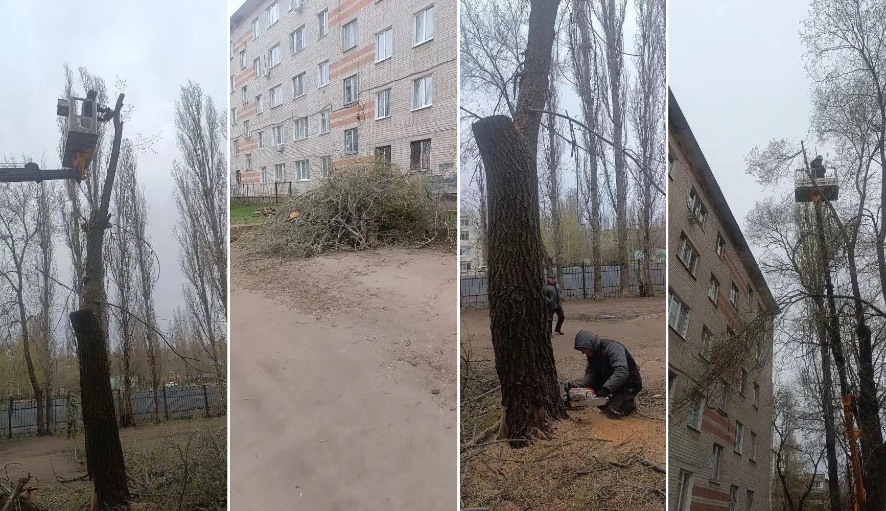 УК «Дипломат» выполнила рубку деревьев у дома №50/5 на ул. Южно-Моравской