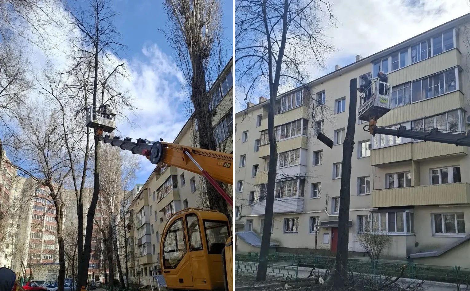 УК «Дипломат» выполнила работы по рубке деревьев у дома №18 на ул. Куцыгина