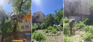 Провели опиловку деревьев