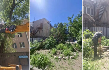 Специалисты УК «Дипломат» выполнили опиловку деревьев в доме №38А на ул. Никитинской