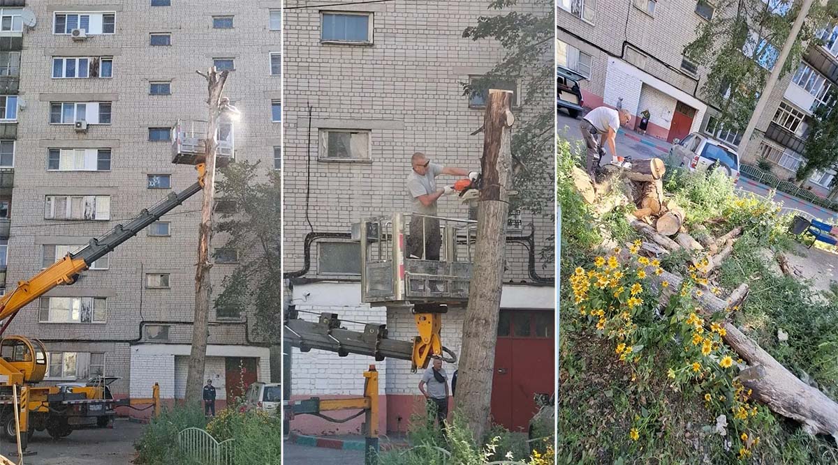 УК «Дипломат» выполнила работы по рубке деревьев у дома №126 на ул. Чапаева