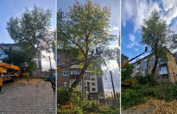 УК «Дипломат» выполнила рубку дерева у дома № 4 на ул. Станкевича
